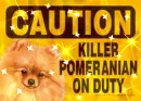 Pomeranian