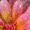 sparkle flower