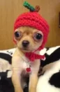 apple head