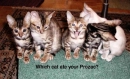 whichcat?