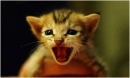 littletiger