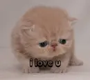 kitten