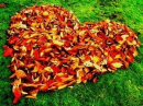 Leaf love