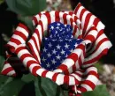 Flag rose