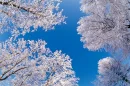 Snow trees