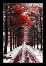 Red Winter