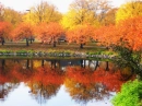Fall trees and pond