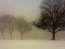 Foggy trees