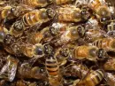 bee wall