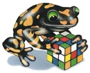frog puzzle