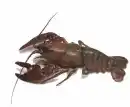 crayfish