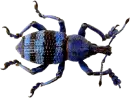 blue beatle
