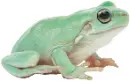 cute frog