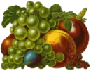 mixed fruit