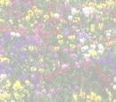 field of flowers