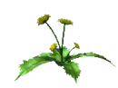 dandelions