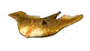 ray