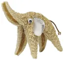 starfish elephant