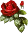 red victorian roses