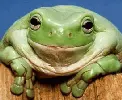 frog grin