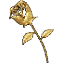 gold rose