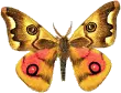 orange moth