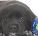 Cute Puppy