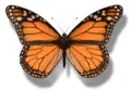 monarch butterfly