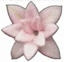 pink shimmer