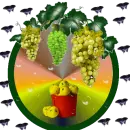 Fruits