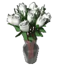 dozen white roses