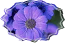 blue flowers