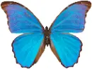blue  butterfly