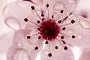 cherry blossom