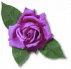 purple rose