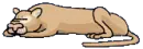 sleeping lioness