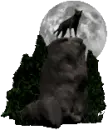 wolf howl at moon