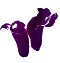 violets