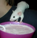 Maggie