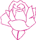 rosa