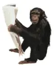 monkey news