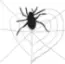 spider heart