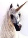 unicorns
