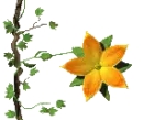 blooming orange flower