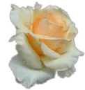 peachy rose 