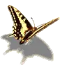 flapping butterfly