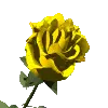 yellow rose bloom