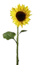 tall sunflower