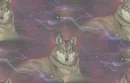wolf dreams