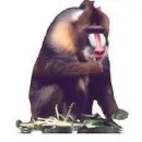 mandrill